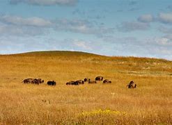 Image result for Prairie Habitat Animals