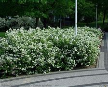 Bildergebnis für Spiraea japonica Albiflora