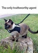 Image result for FBI Cat Meme
