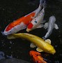 Image result for iPhone 11 Pro Fish Wallpaper