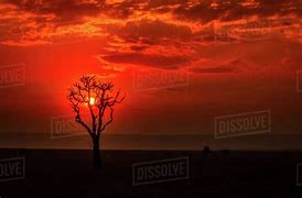 Image result for Silhouettes Kenya Sunset