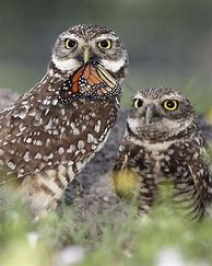 Image result for Burrowing Owl Meritage