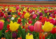 ma le canzoni come fiori regalopolis il colore dei fiori ma le canzoni come fiori regalopolis il colore dei fiori