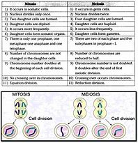 Image result for Differences Between Mitosis and Meiosis Chart