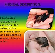 Image result for Bumblebee Bat Diet