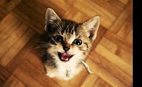 Image result for Cats Meowing Funny