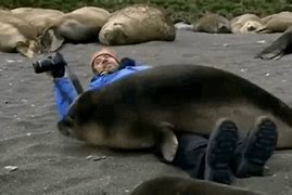 Image result for Silly Seal GIF