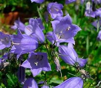 Image result for Campanula cochl. Blue Baby