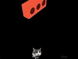 Image result for Cat Wearing a Brick Meme
