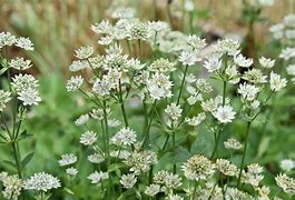 Image result for Astrantia major Star of Billion