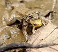 Image result for Frogs Enemies