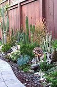 Image result for Outdoor Cactus
