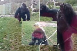 Image result for Gorilla Charges Glass