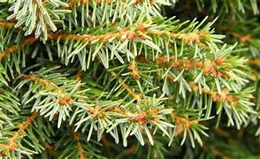Image result for Picea omorika Treblitzsch
