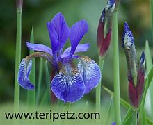 Image result for Iris Blue Ice