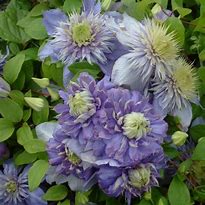 Image result for Clematis Blue Light