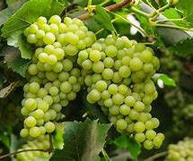 Image result for Small Grapes