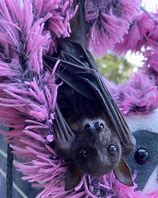Image result for Bumblebee Bat