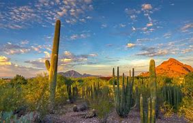 Image result for Arizona Desert Nature