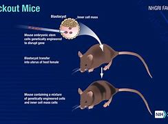 Image result for Mouse vs Rat Face