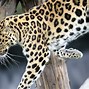 Image result for Leopard Print Aesthetic