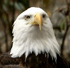 Image result for American Eagle Pictures