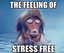 Image result for Dealing with Stress Meme