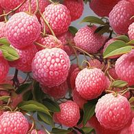 Image result for Pink Lychee Template Frame
