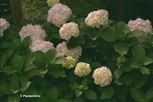 Image result for Hydrangea macrophylla Soeur Thérèse