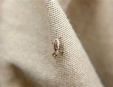 Image result for Bed Bugs On Clothes