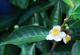 Image result for Tea Plant 100 Year Old