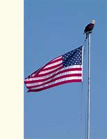 Image result for Bald Eagle On Flag Pole