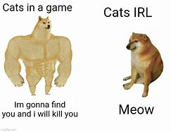 Image result for Full Cat Meme