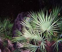 Image result for Skunk Ape Sarasota