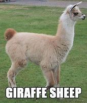 Image result for Green Alpaca Meme