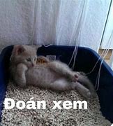 Image result for Đoán Xem Meme