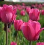 Image result for Tulipa Don Quichotte