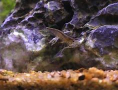 Image result for Amano Shrimp Hiding