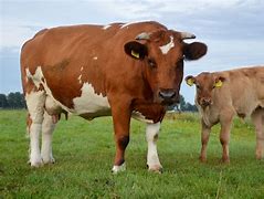 Image result for Beef Farm