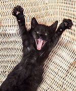 Image result for Surprised Black Cat