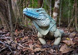 Image result for cyclura_lewisi