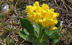 Image result for Primula auricula Rosalie Edwards