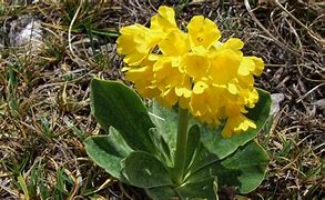 Image result for Primula auricula Consett