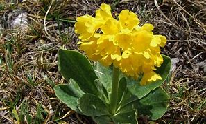 Image result for Primula auricula No 21