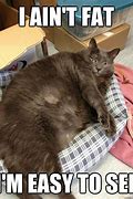 Image result for Fat Cat Sayings