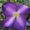 Image result for Clematis Happy Jack Purple