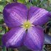 Image result for Purple Clematis Varieties