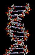 Image result for DNA vs RNA Molecule