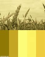 Image result for Grainy Color Scheme