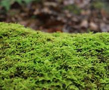 Image result for Moss Examples